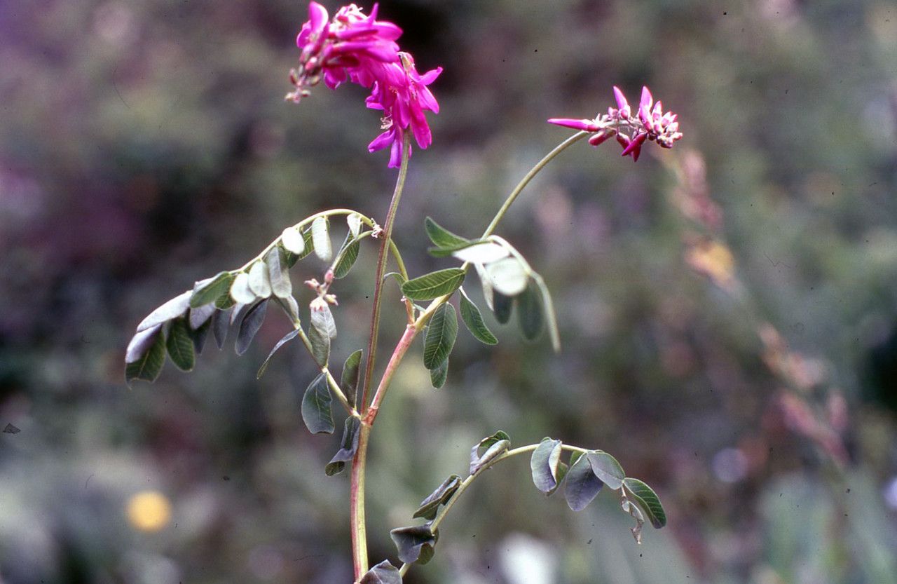 Hedysarum brigantiacum leaf