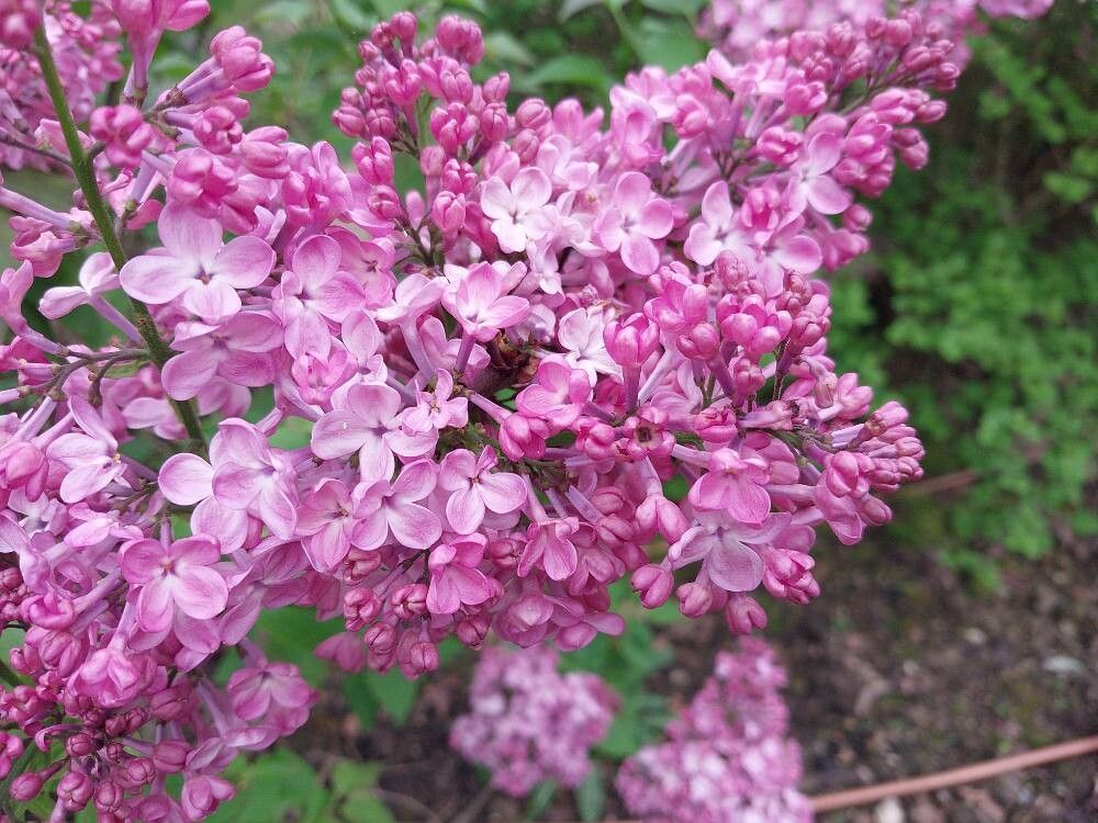 Syringa × hyacinthiflora flower