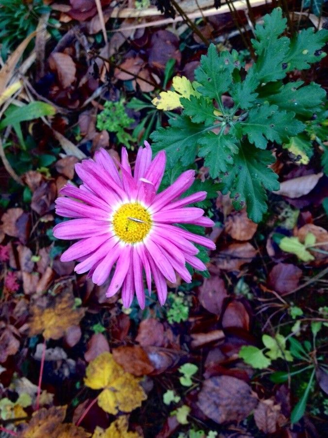 Dendranthema grandiflorum flower