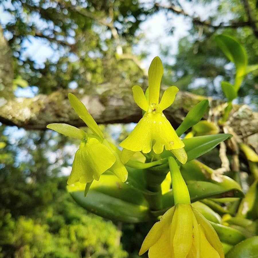 Epidendrum acroamparoanum