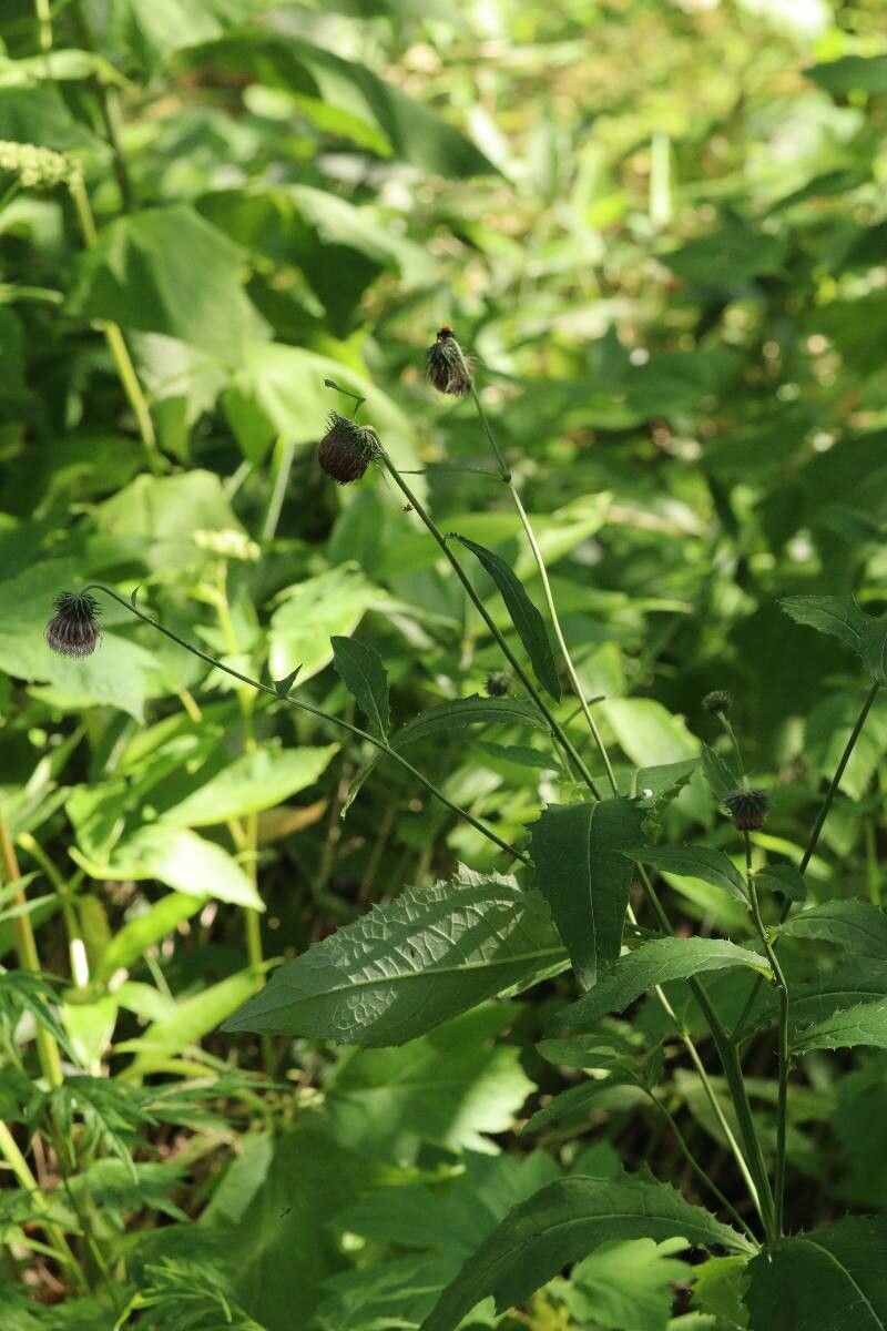 Cirsium kamtschaticum flower