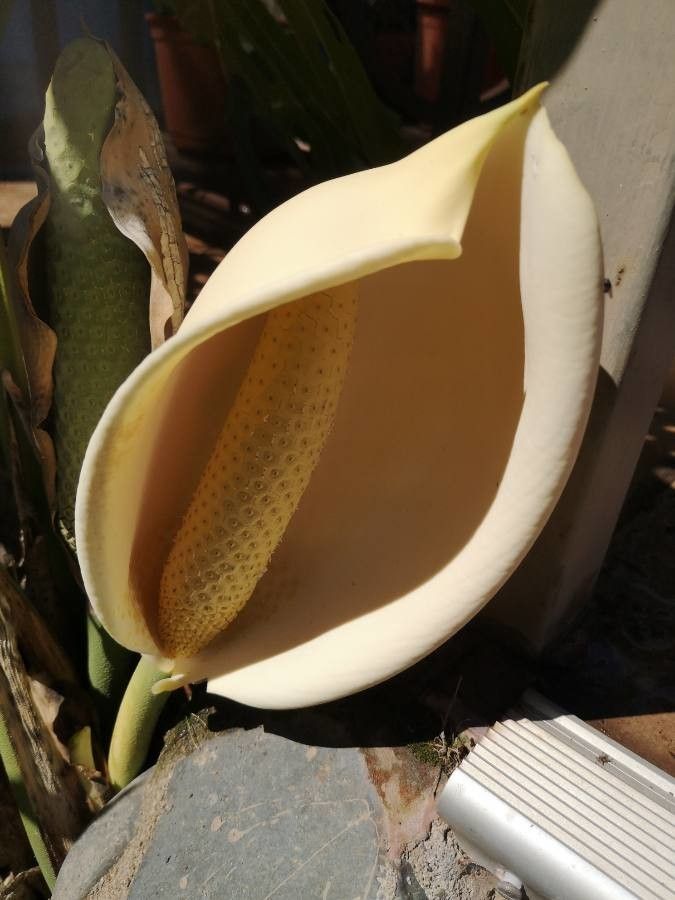 Philodendron tripartitum flower