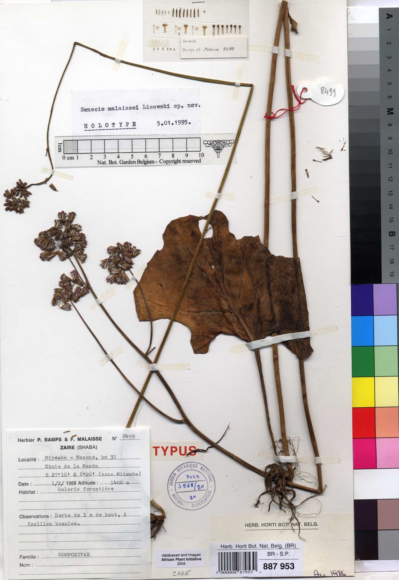 Senecio malaissei — houseplant care guide