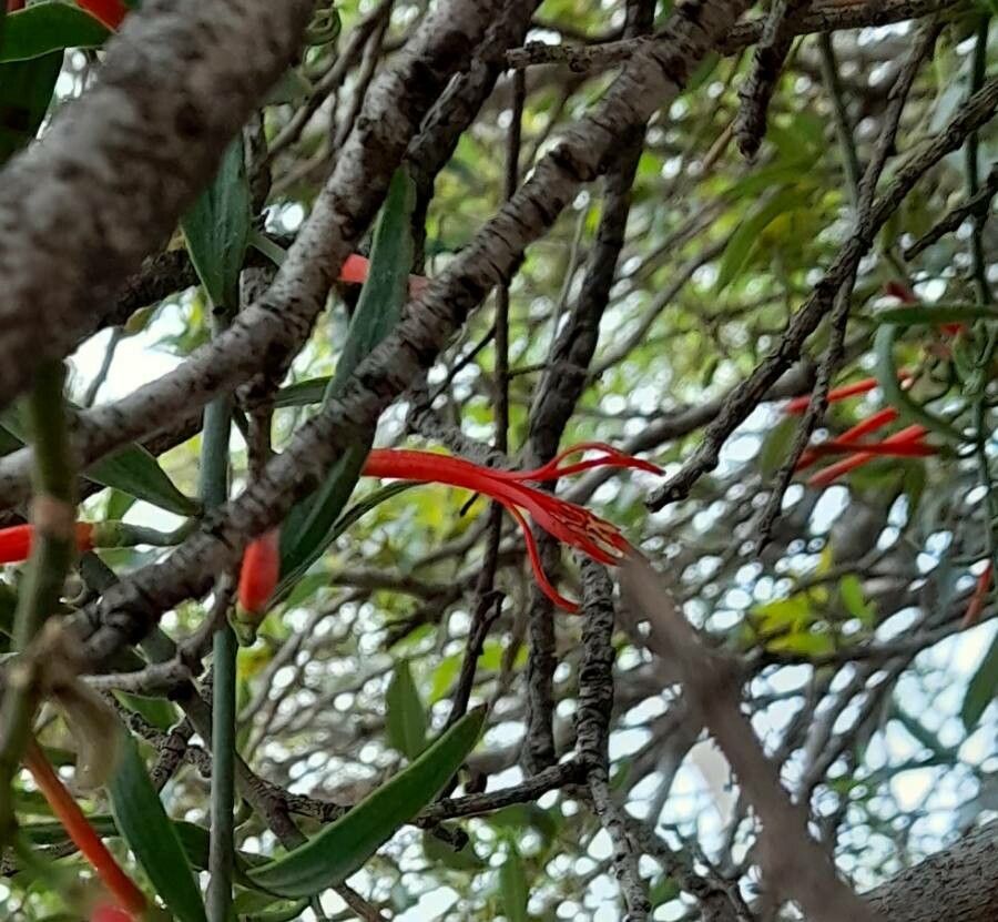Ligaria cuneifolia flower