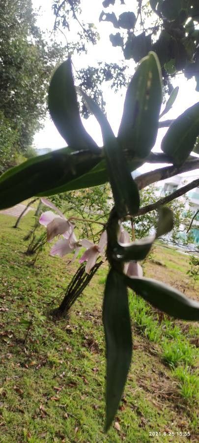 Laelia rubescens habit