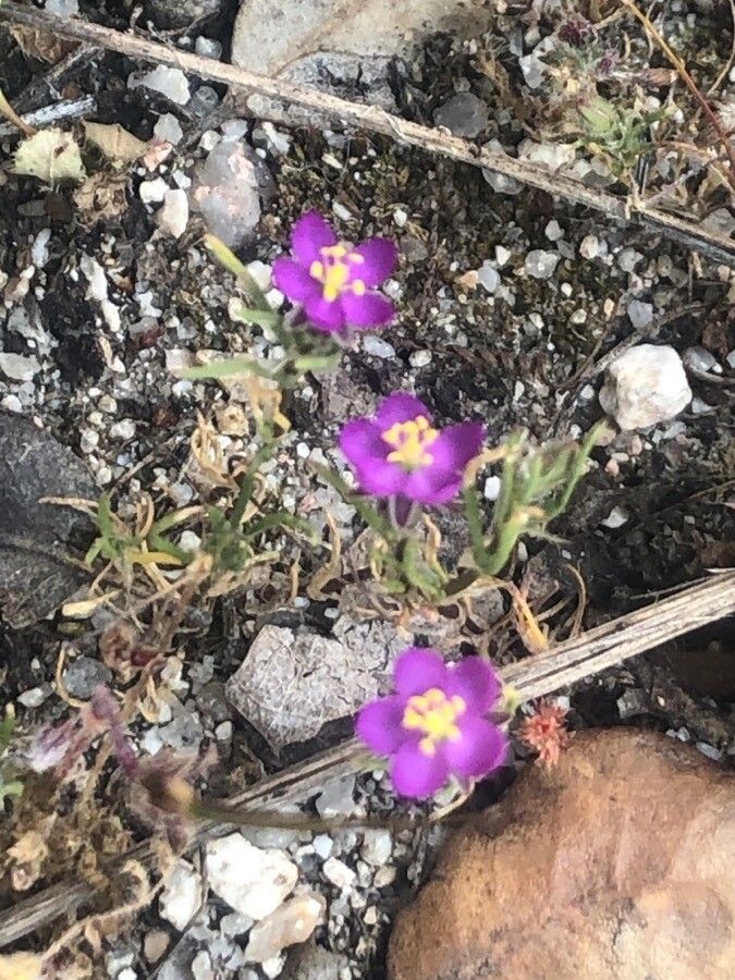 Spergula purpurea flower