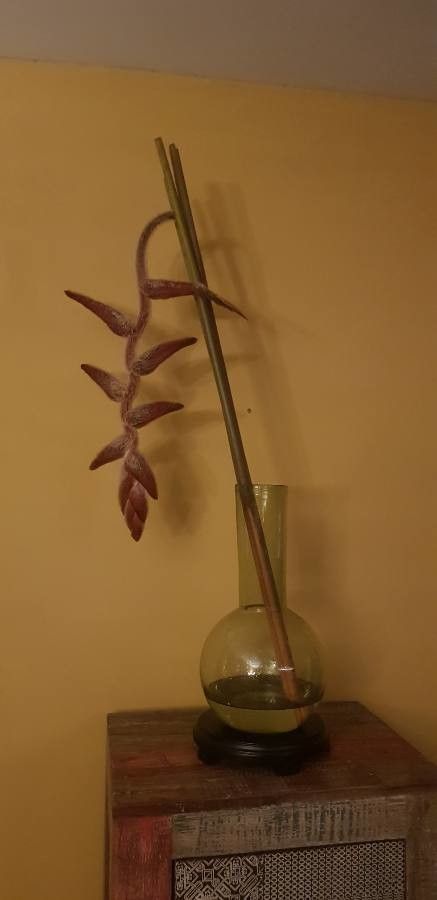 Heliconia vellerigera other