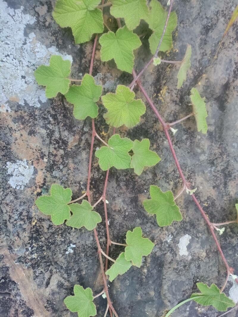 Rubus setchuenensis leaf