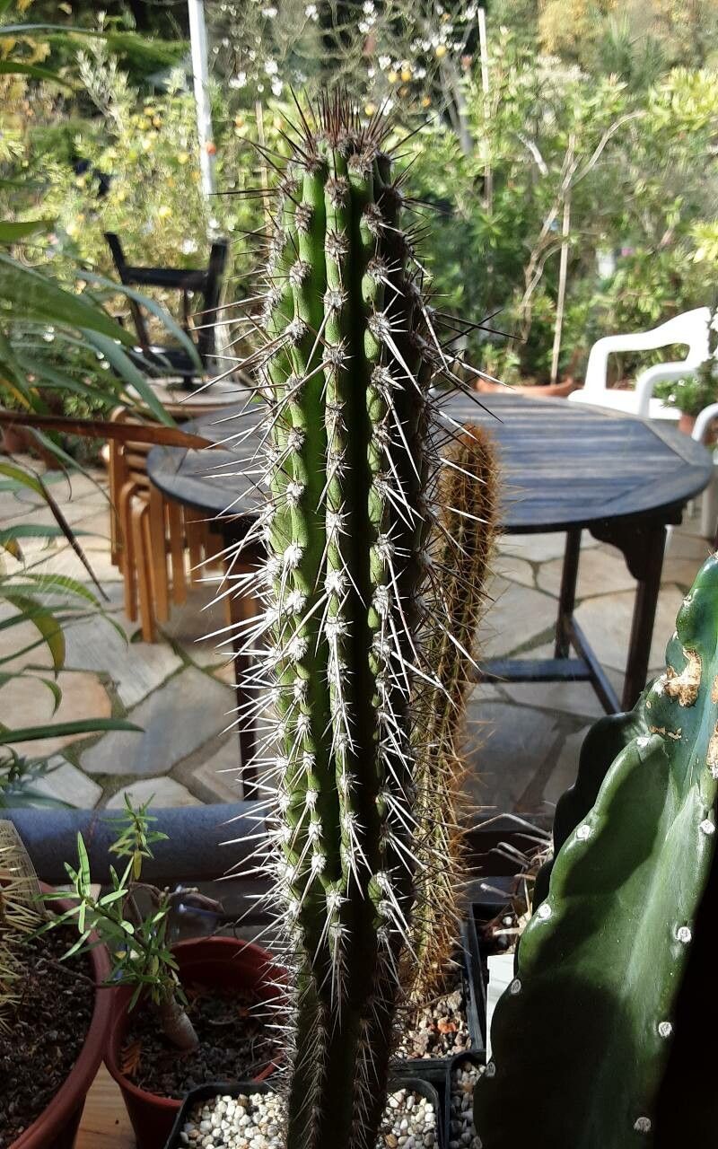 Eulychnia breviflora bark