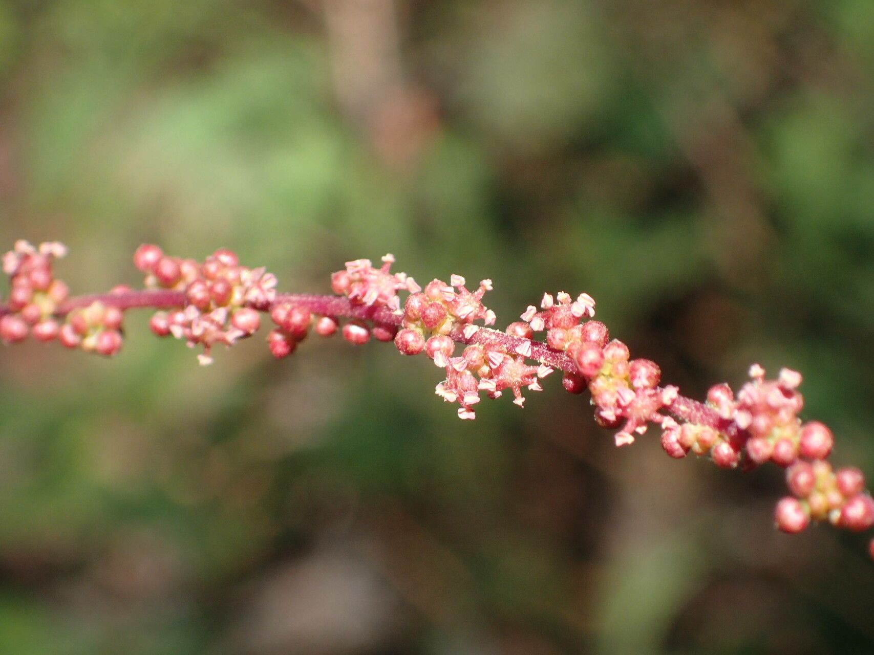 Alchornea hirtella flower