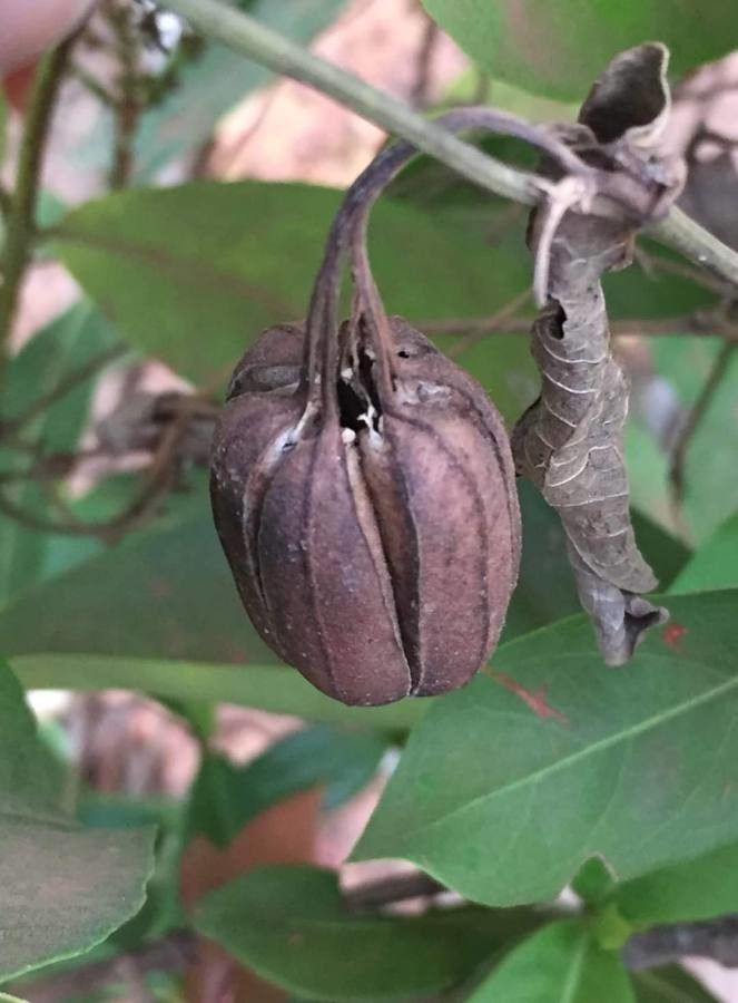 Aristolochia indica — search result for 'Aristolochia'