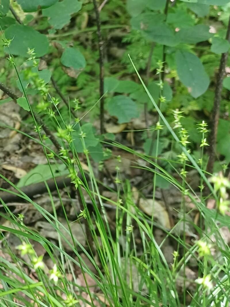Carex radiata fruit
