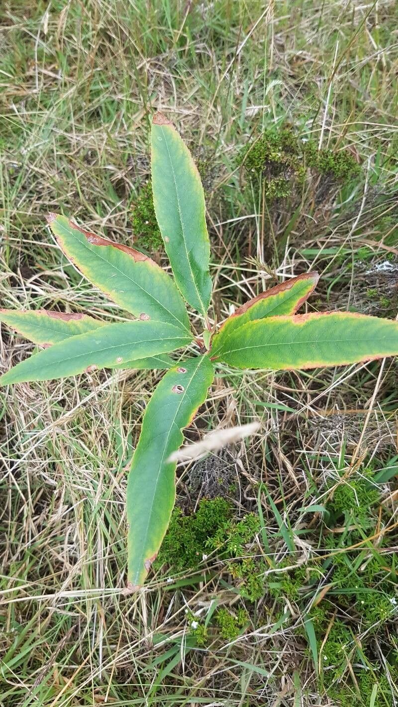 Prunus salicifolia — houseplant care guide