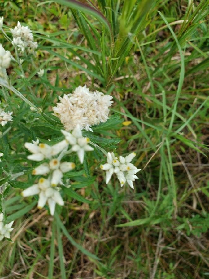 Pseudognaphalium leucocephalum leaf