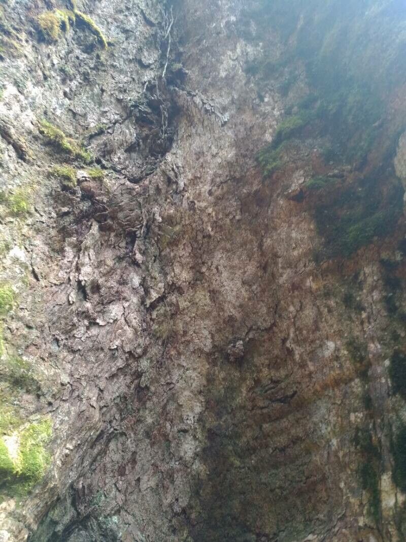 Quercus sapotifolia bark