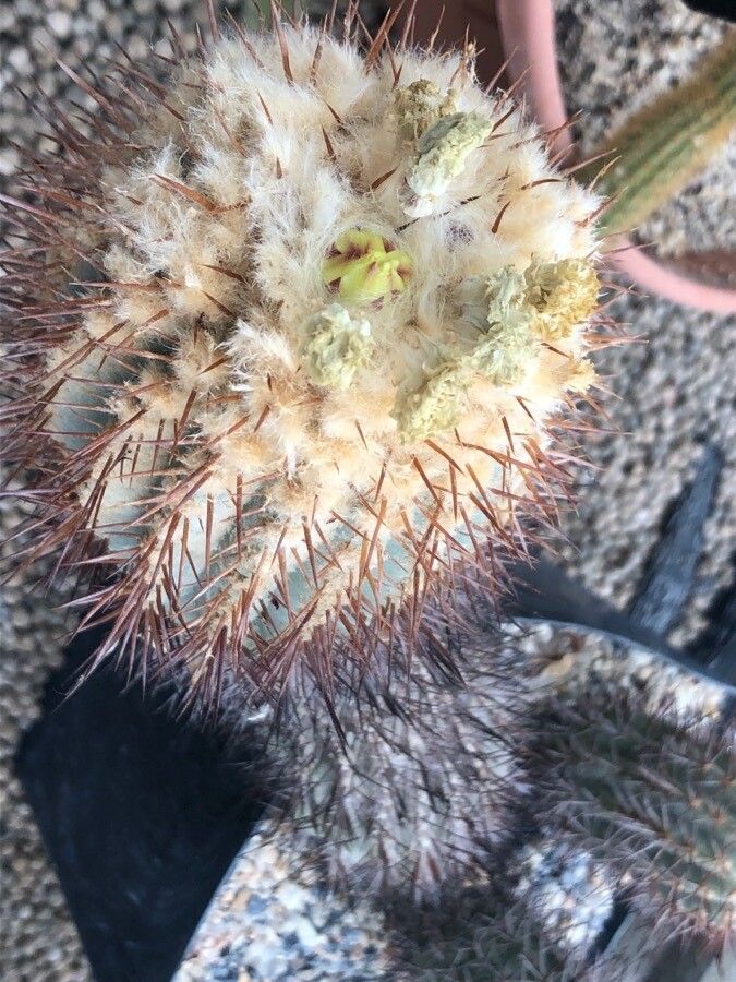 Copiapoa coquimbana leaf