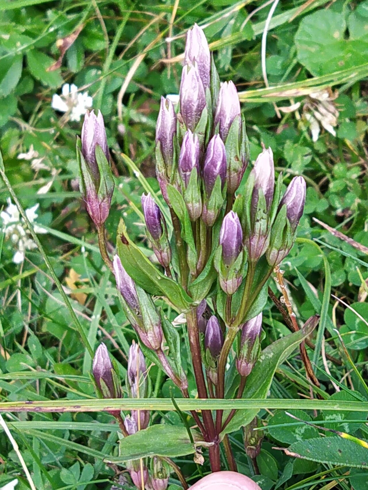 Gentianella rhaetica — search result for 'Gentianella'
