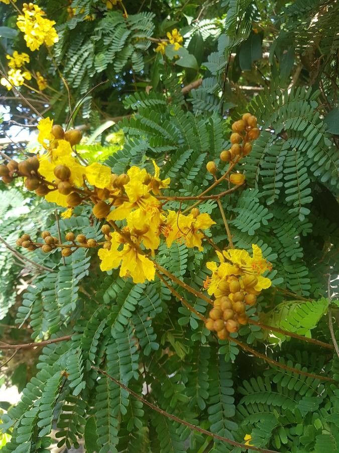 Peltophorum pterocarpum flower