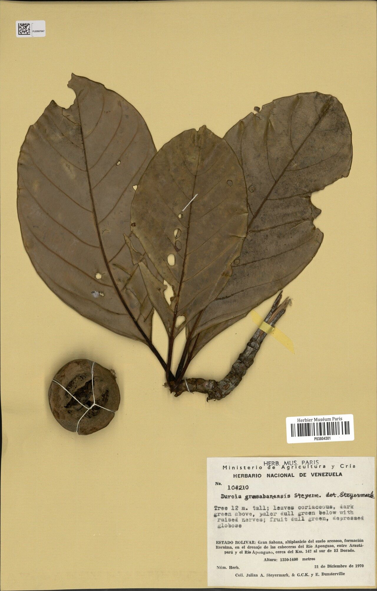 Duroia gransabanensis fruit