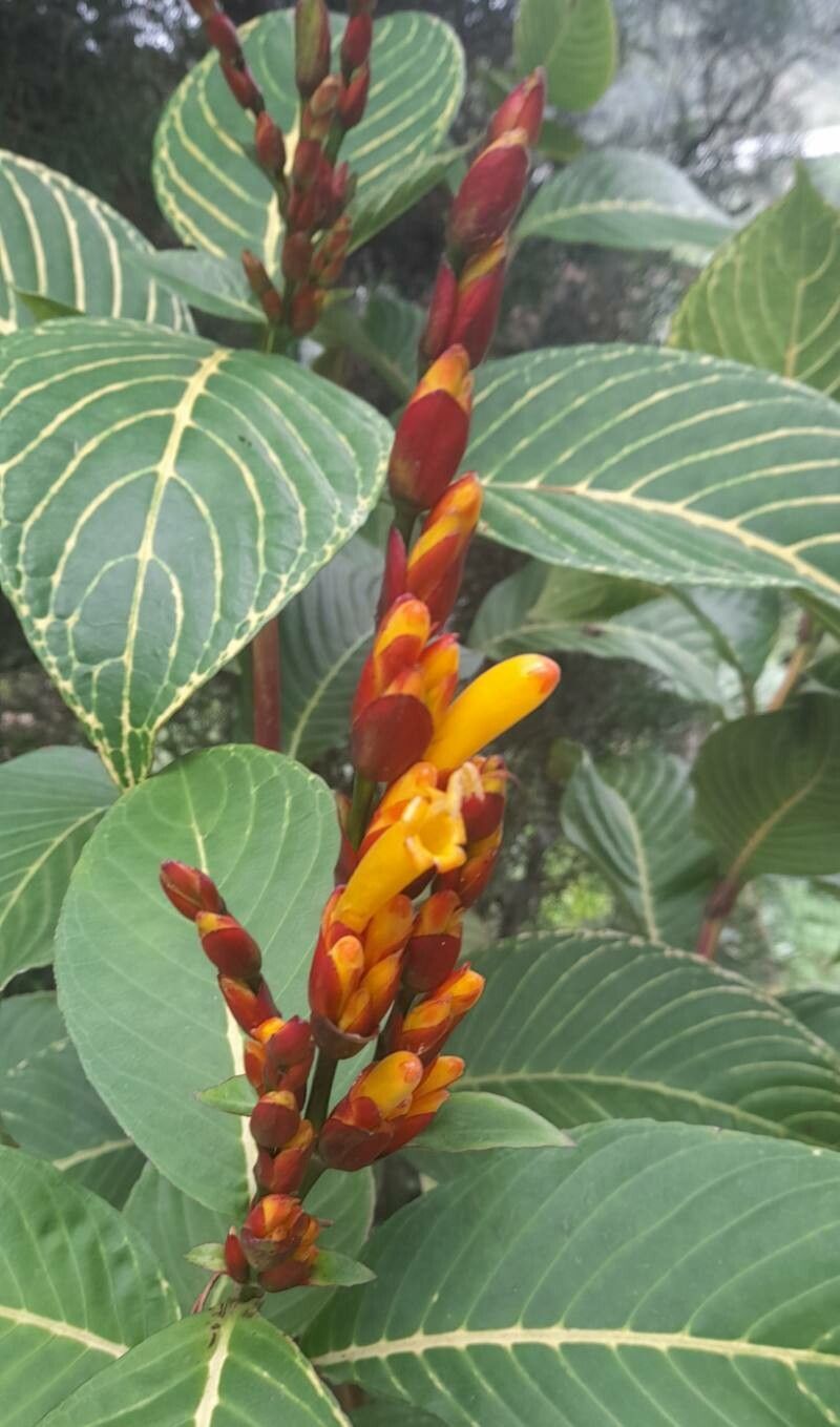Sanchezia oblonga flower