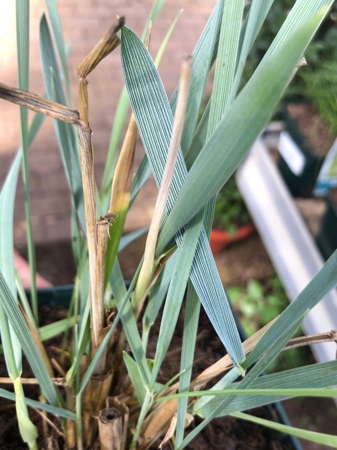 Leymus arenarius leaf