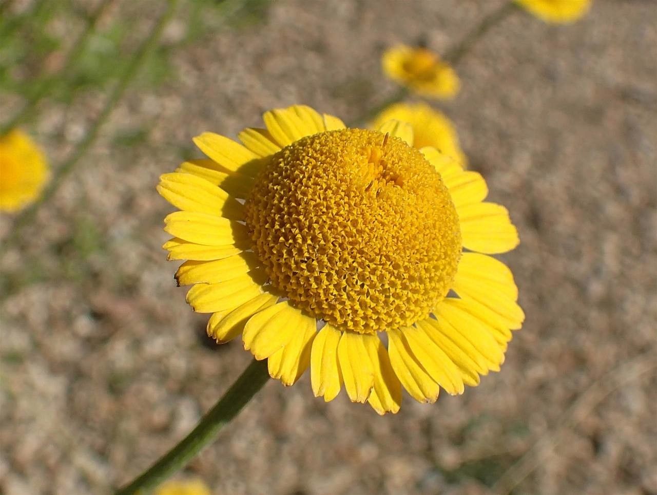 Cota tinctoria flower