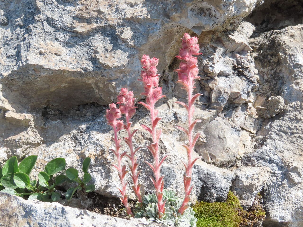 Saxifraga porophylla habit