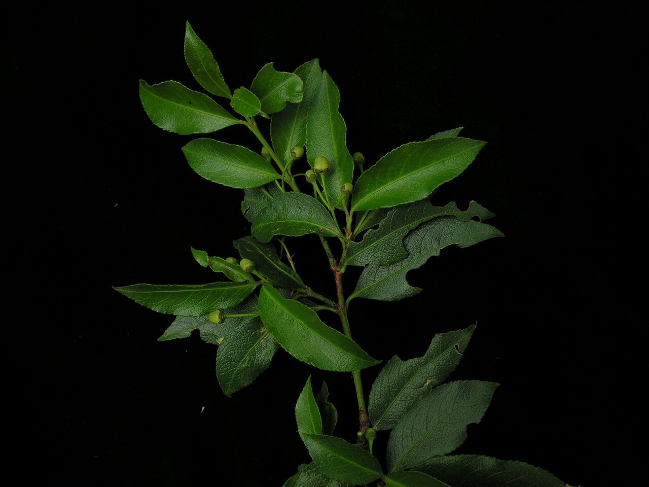 Euonymus tingens habit