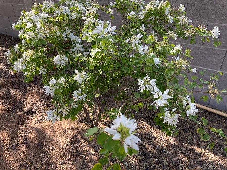 Bauhinia lunarioides leaf