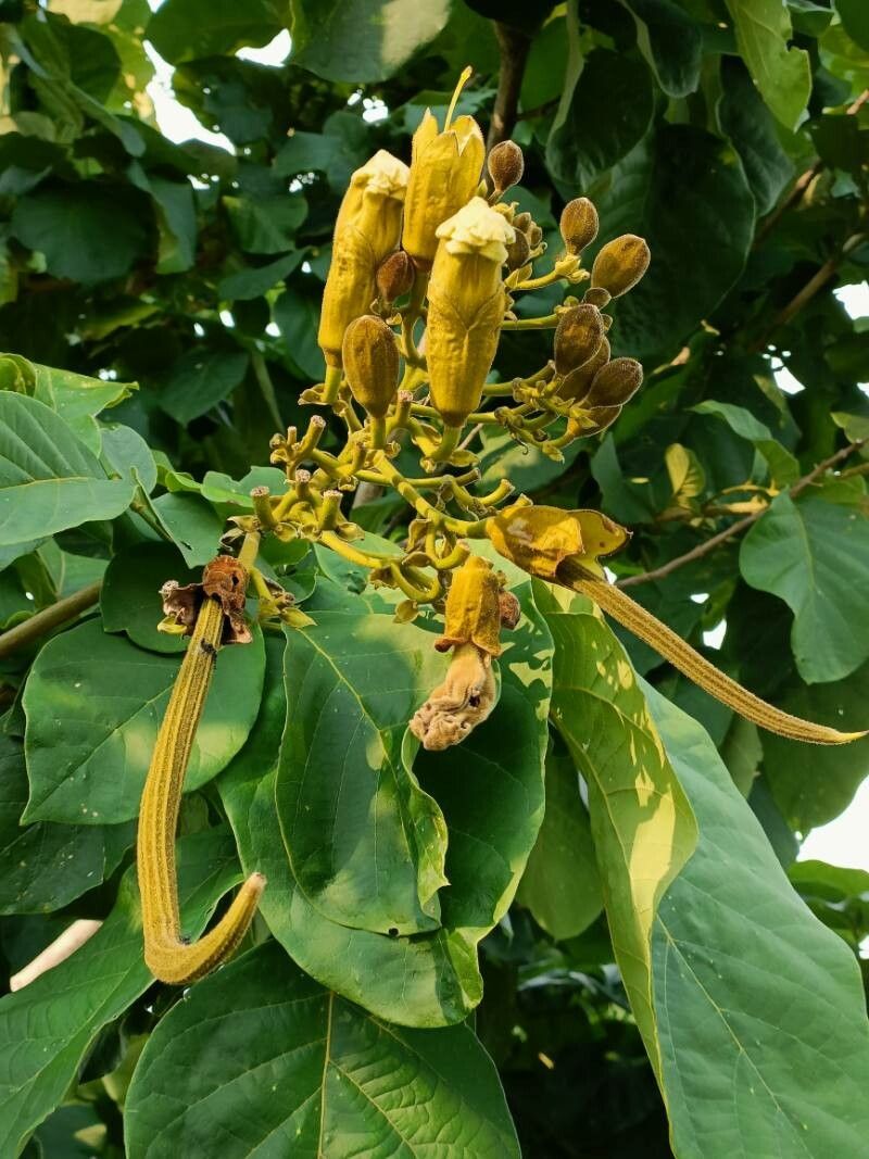 Fernandoa adenophylla fruit