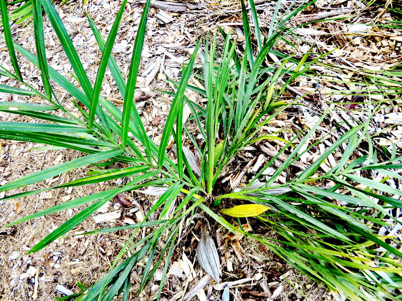 Syagrus glazioviana habit