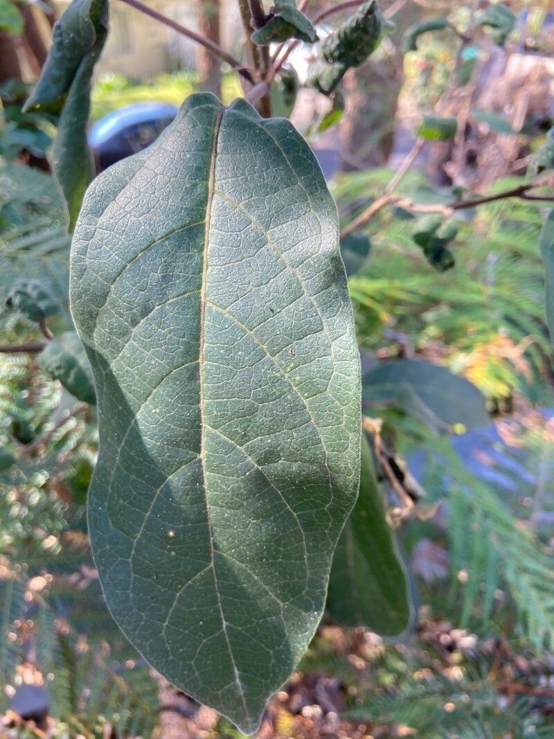Clerodendrum tomentosum leaf