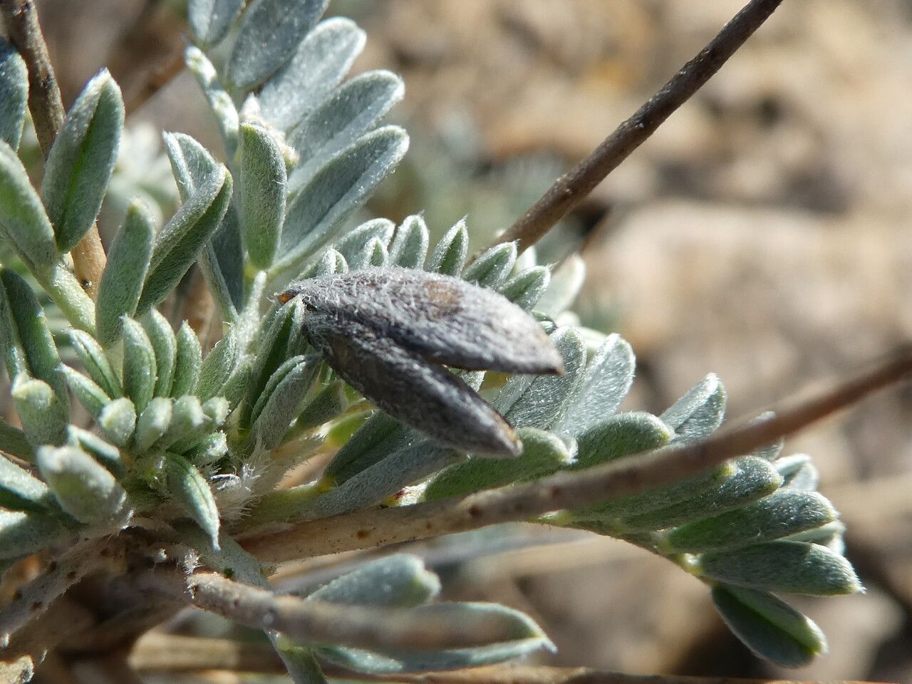 Astragalus tragacantha fruit