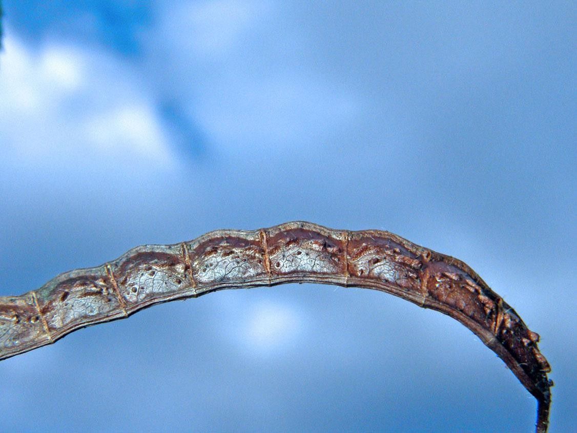 Aeschynomene scabra fruit