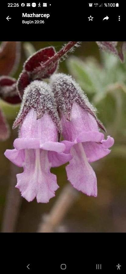 Lepechinia fragrans — houseplant care guide