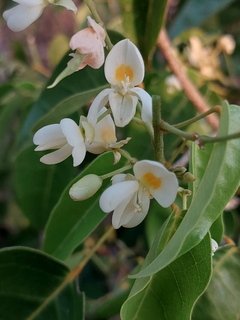Baphia capparidifolia flower