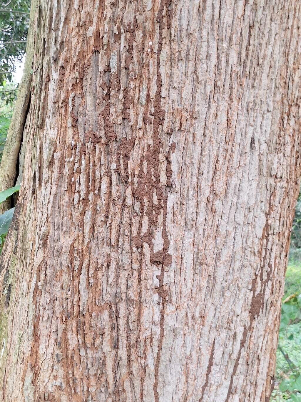 Cordia millenii bark