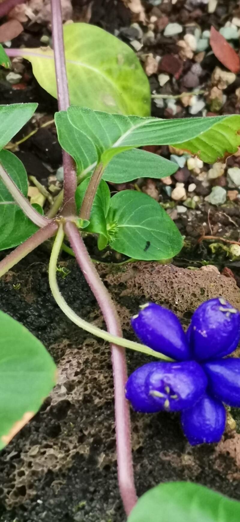 Coccocypselum guianense fruit