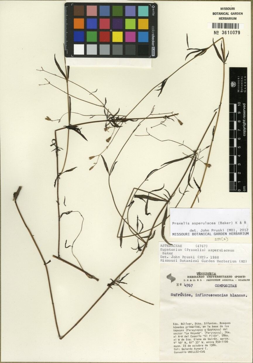 Praxelis asperulacea — related species from the same genus