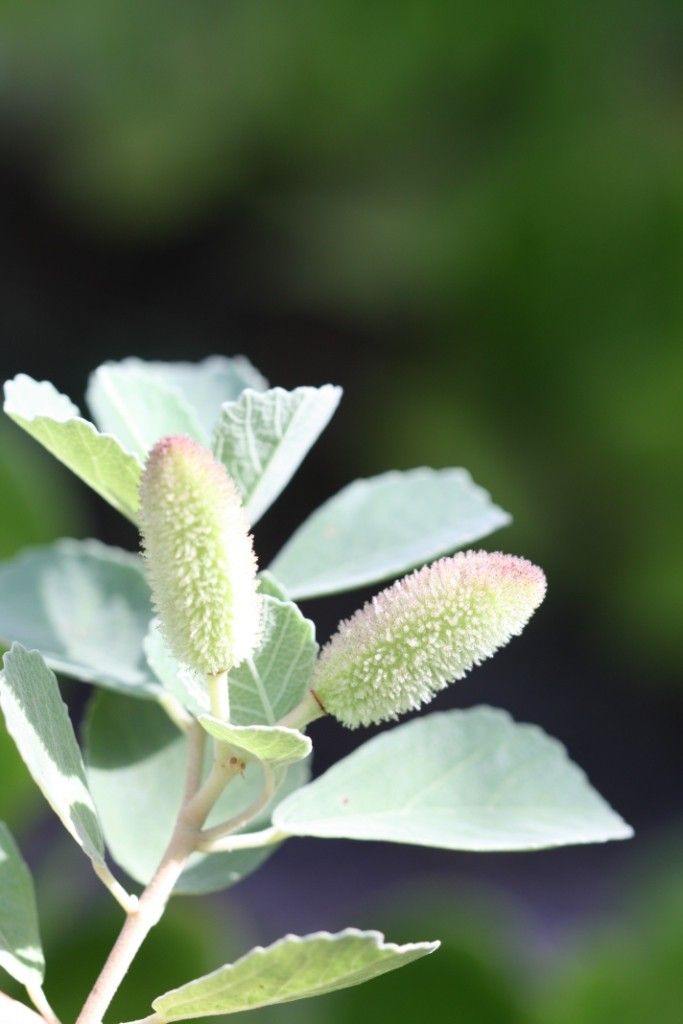 Corchorus torresianus flower