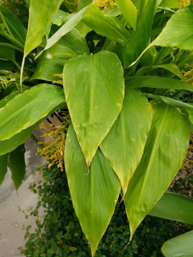 Globba marantina — related species from the same genus