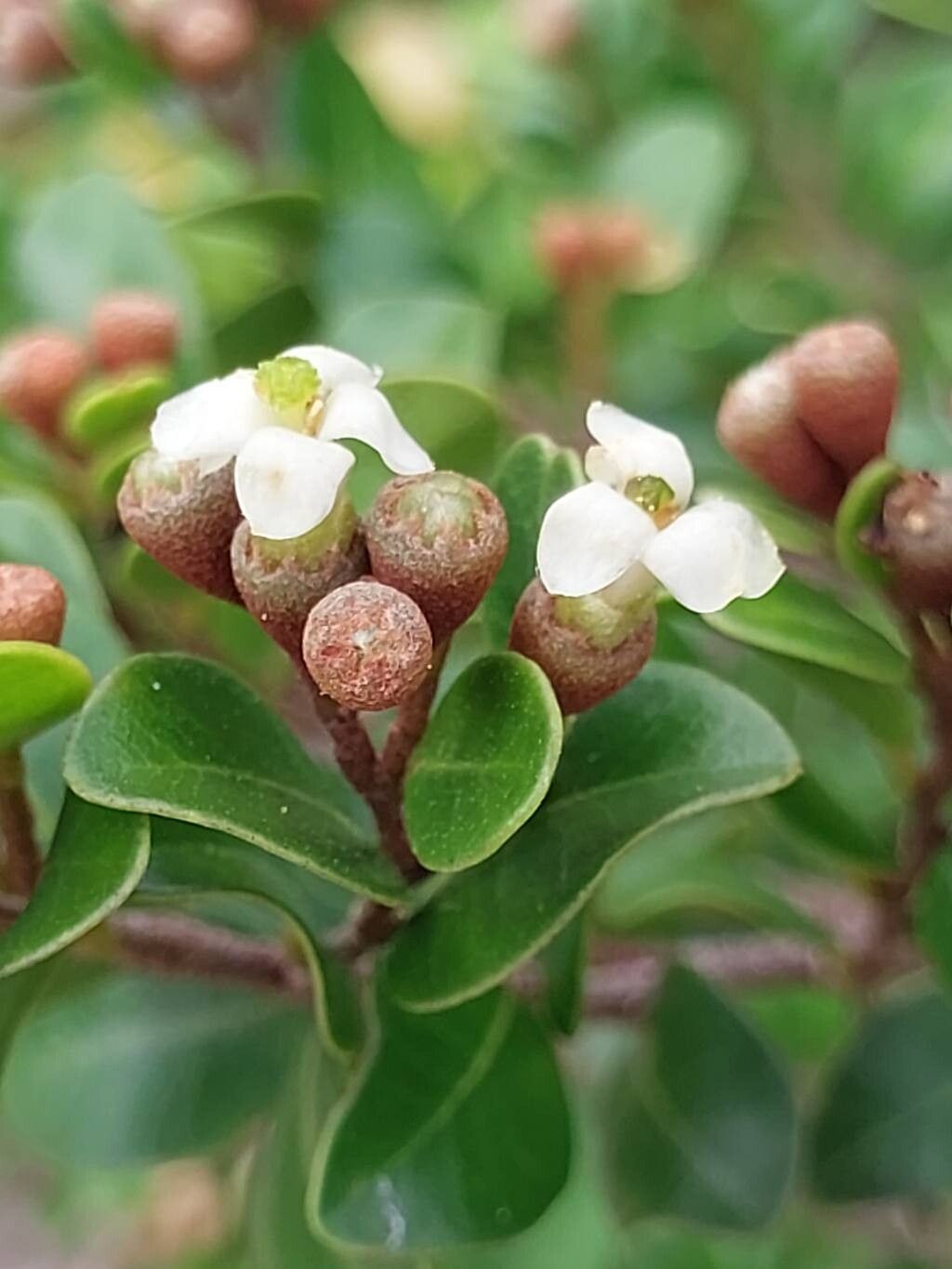 Leptolaena pauciflora flower