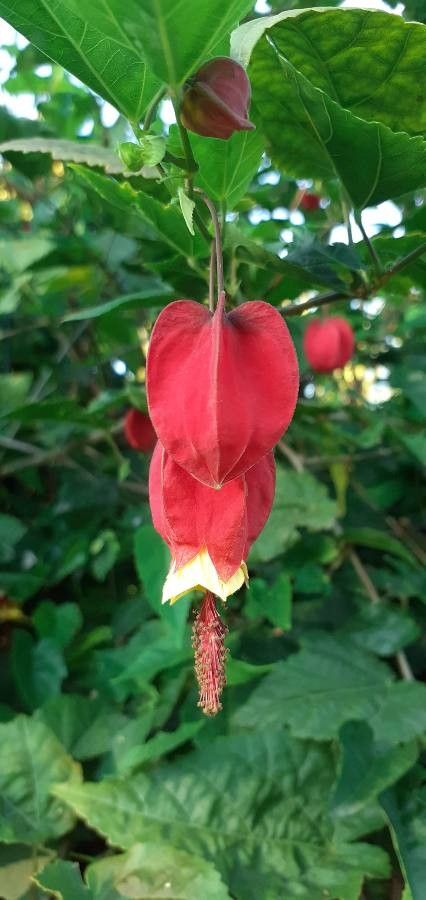 Abutilon megapotamicum flower