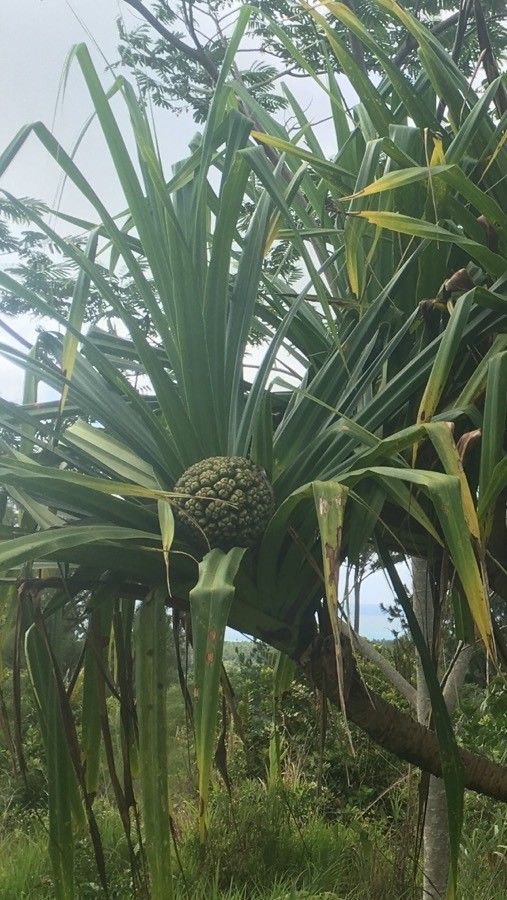 Pandanus tectorius fruit