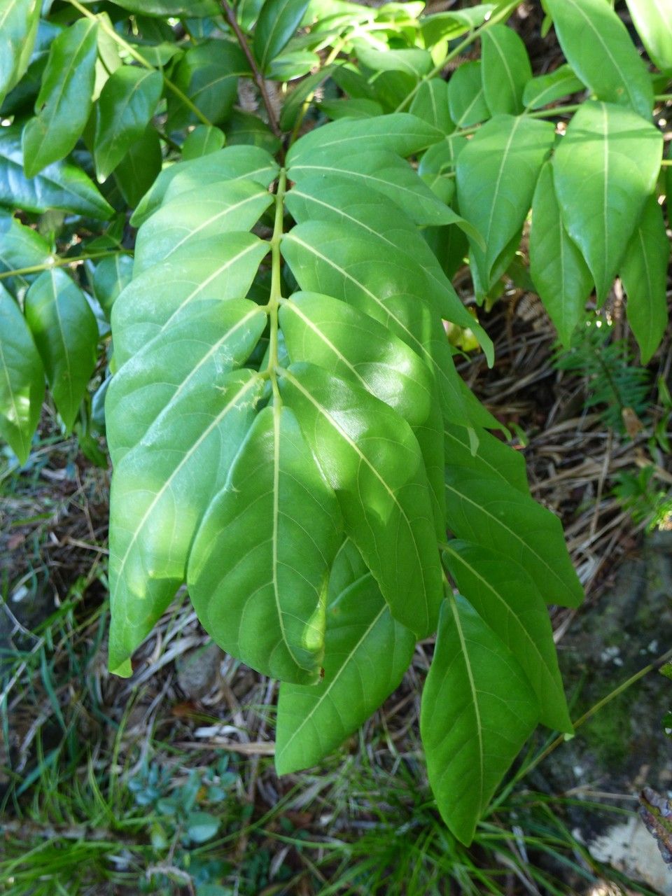 Cnestis glabra leaf