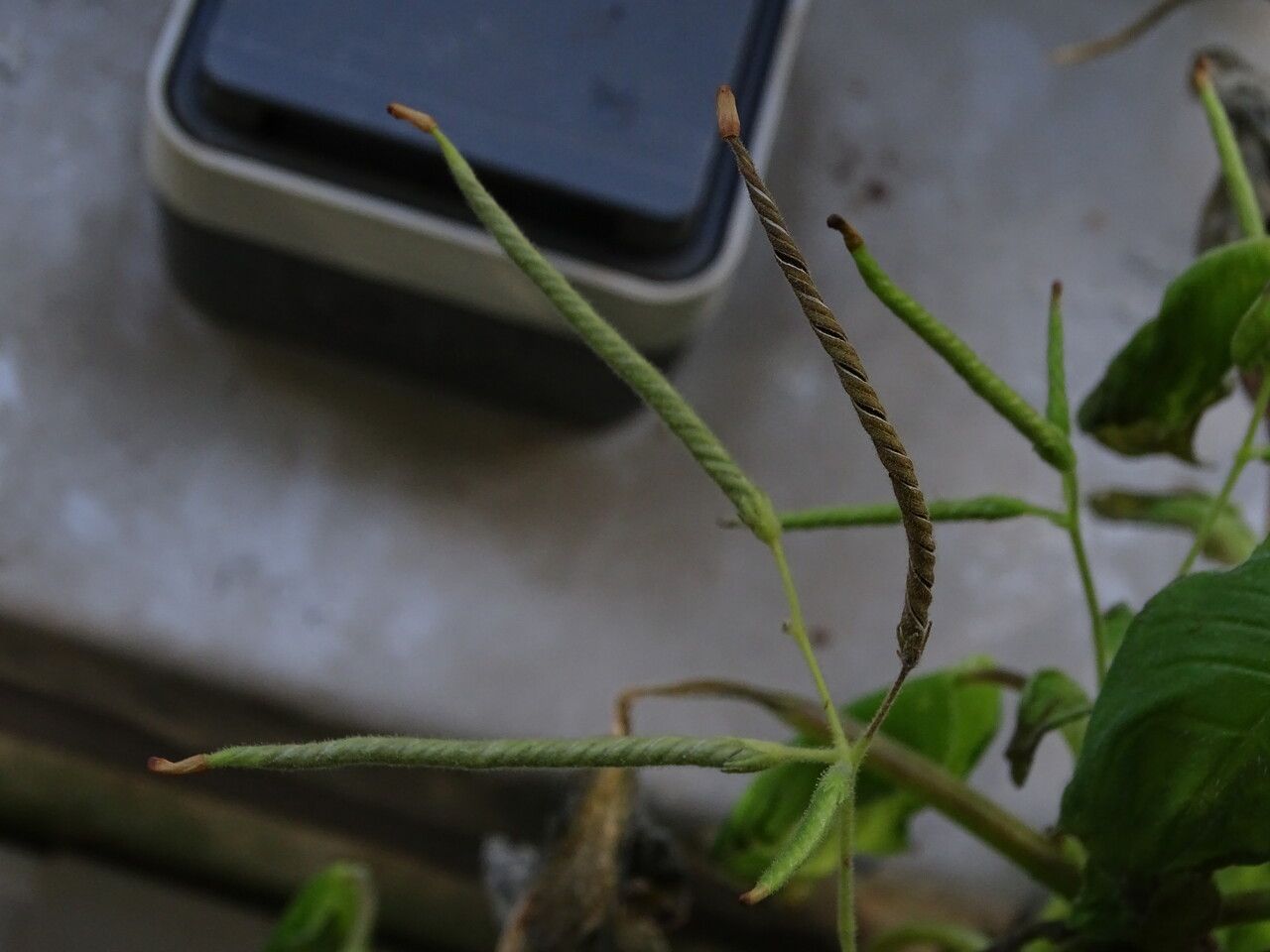 Indigofera suffruticosa fruit