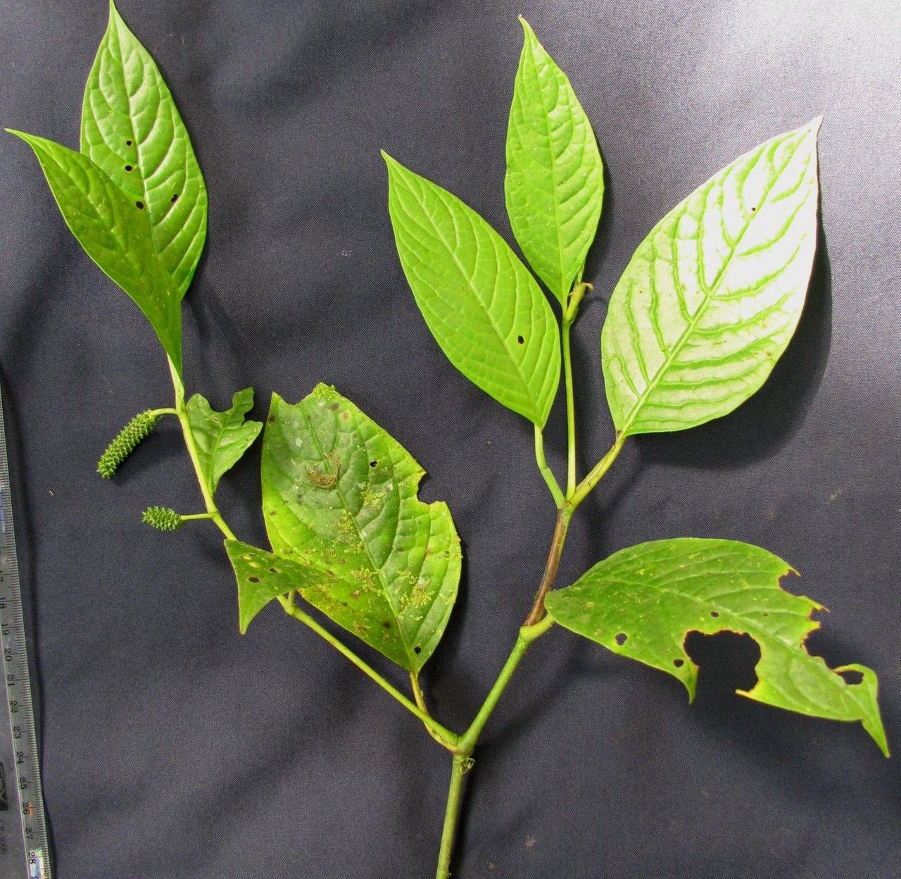 Piper simulans other