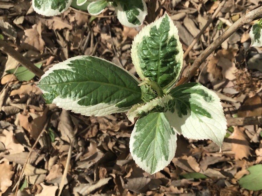 Hydrangea serratifolia leaf