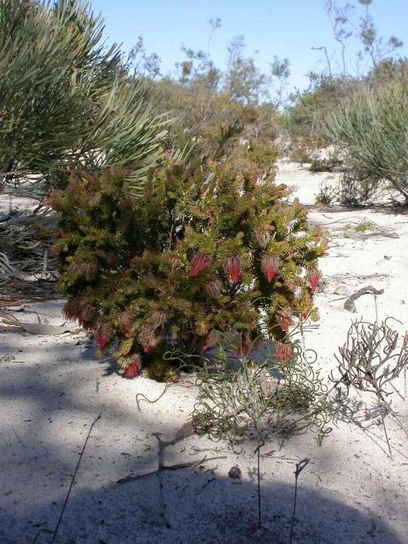Darwinia helichrysoides — related species from the same genus