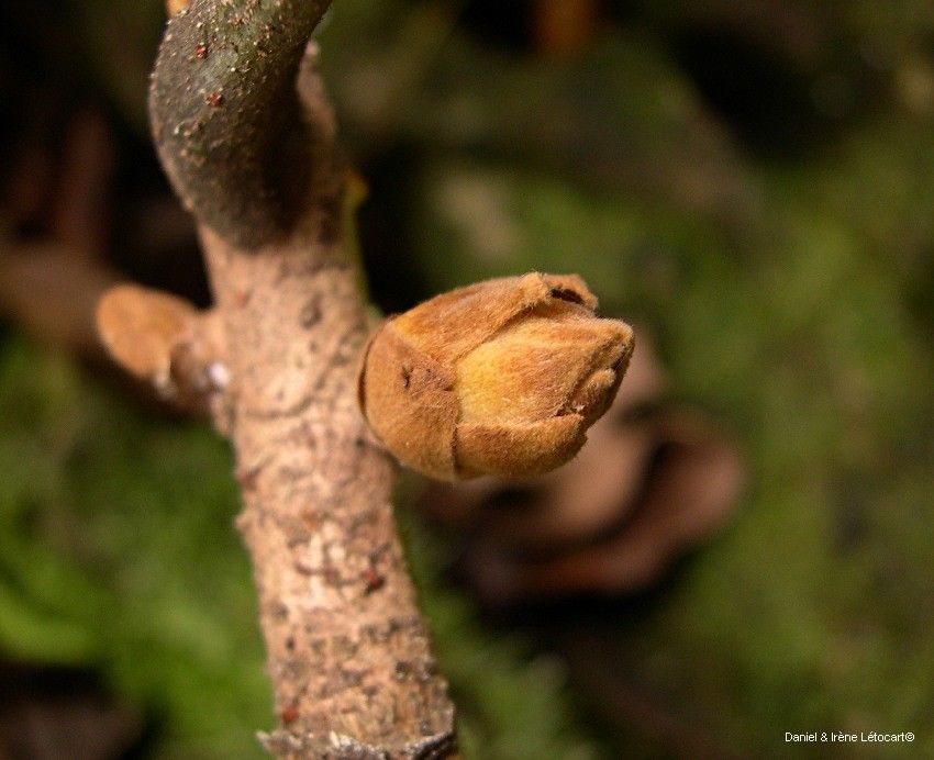 Acropogon calcicola fruit